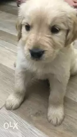 للبيع جرو جولدن ٥٠ يوم مطعم حشرات و ديدان و ثنائى