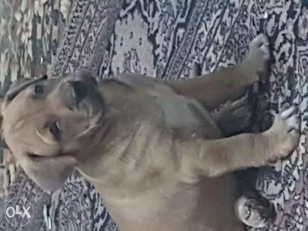 جرو بيتبول بولي للبيع