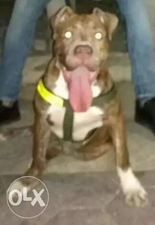 جرو بيتبول للبيع او للبدل بفون حالتوا جيده .للجاااادين فقط.