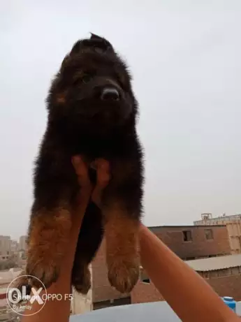 German sheperd puppy for sale