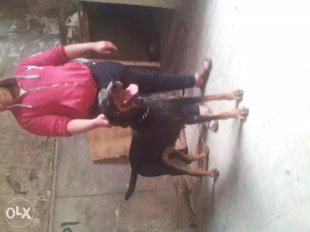 نتايه دوبر مان سنة ونص