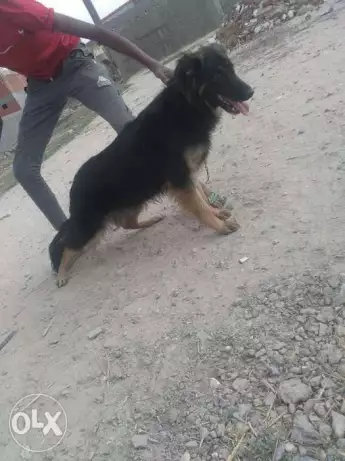 جرمن لونج هير مسك وديل عال الارض ودبدوبه ومسكات والسعر