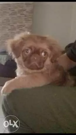 بيكنواه 3 شهور ونص