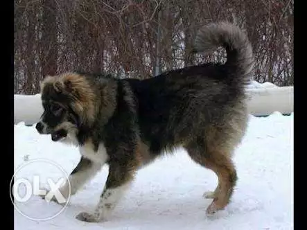 كلب قوقازي شرس