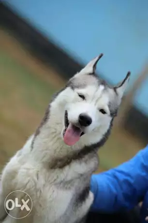 Pure Bred Huskies 50 days old -Vaccinated with passport
