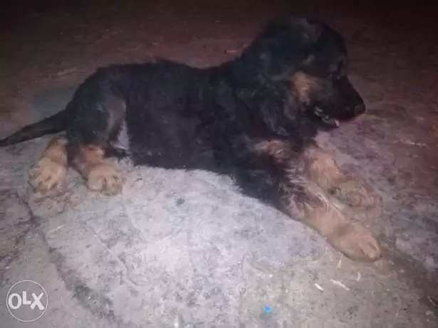 ذكر جرو جيرمان 70يوم للبيع ب600ج مواصفات اب وأم ممتازه جسم ضخم