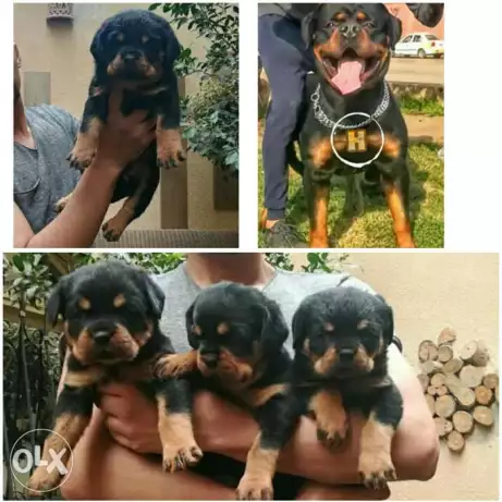 Rottwiller Champion puppy