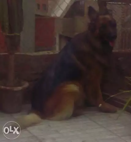 دكر جيرمين سنه و8شهور