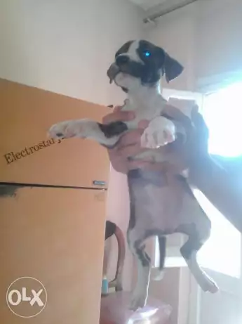 كلاب بتبول للبدال