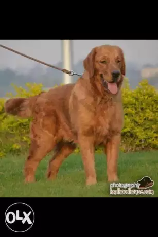 يوجد جراوي جولدن الان عمرهم 45 يوم اب مستورد بسم الله ما شاء الله