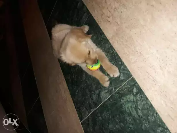 كلب جولدن جرو