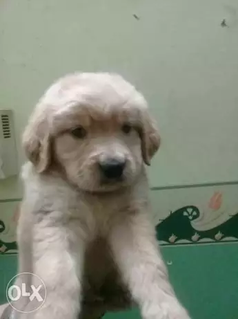 اخر جروين جولدن