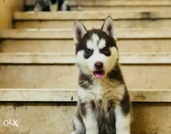 3 جراوي هاسكي العمر شهرين