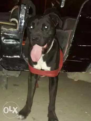 كلب بتبتول الصور تتكلم لظروف السفر لسرعه البيع