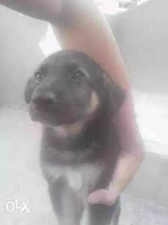 المطرية، القاهرة