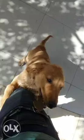 الغردقة – أخرى، البحر الأحمر