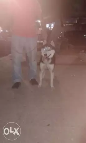 للزواج او للبيع