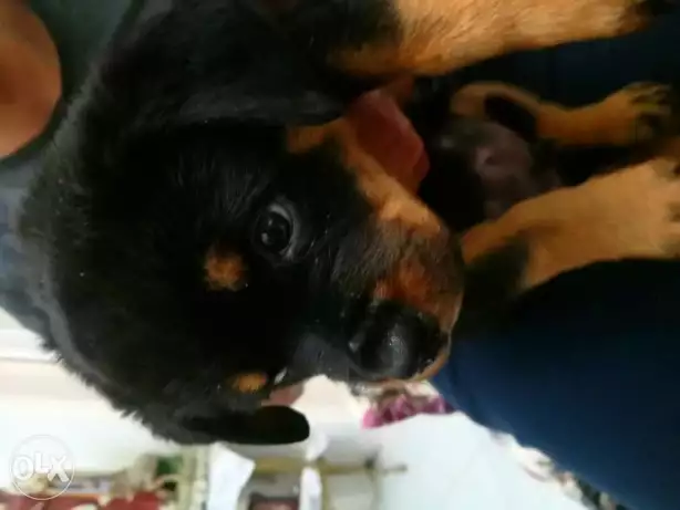 جرو روت وايلر 45 يوم بدفتر التطعيم