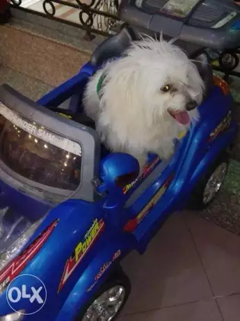 كلب جريفون للتزاوج فقط