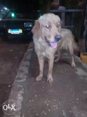 كلب جولدن نتايه عمىرها سنه