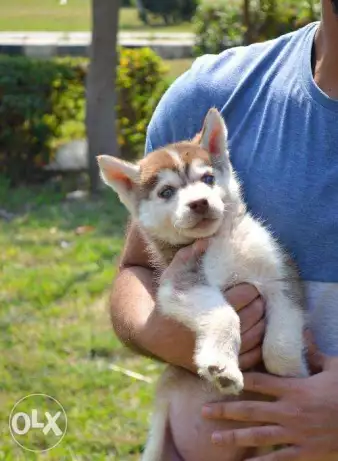 Siberian husky puppy