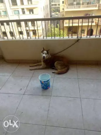 ذكر هاسكي بيور عيون زرقا للبيع