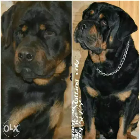 اتقل دكرين روت في مصر للزواج فقط