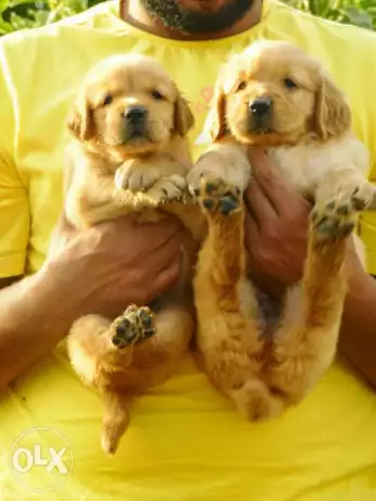 بنتين هاسكي بيور صحتهم ممتازه سن ٤٠ يوم اهالي مستورده