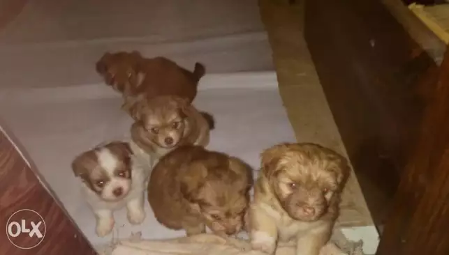 جراوي بكنيز بيع للجادين