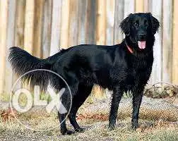 نتايه جولدن بلاك للتبادل