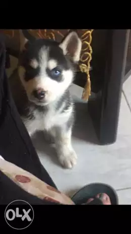 هاسكي انثي female husky