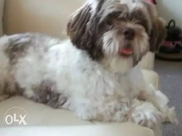 جراوى شيتزو للبيع أهالى مستوى عالى