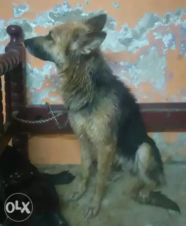 للبيع او للبدل نتاية جيرمن