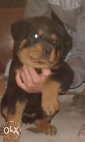 دكر روت فلير 45 مطعم ديدان و حشرات و ثنائي للبيع فقط او للبدل بايفون 6