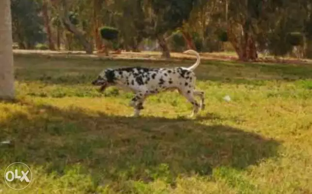 Great Pure male Dalmation for mating. ذكر دلميشن بيور طلوقة للزواج