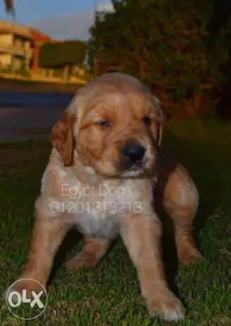 Golden Retriever جولدن ريتريفر