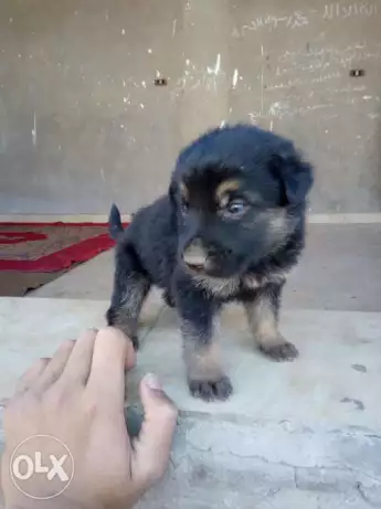 جراوي جيرمان تقاليب جيد