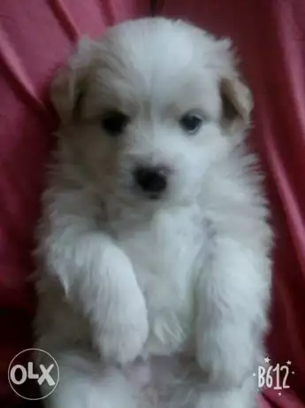 7 جراوي جريفون فرنساوي