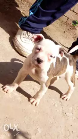 جروايه بيتبول . بيدبول للبدل بموبيل عالي او للبيع