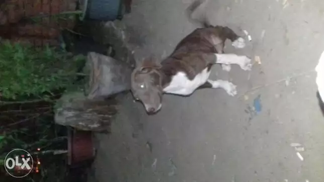 كلب بيتبول لقطه ذكر