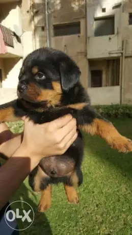 Rottweiler