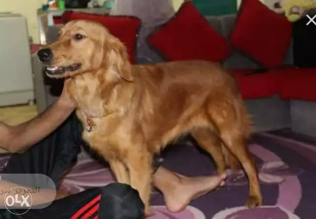 للبيع او بدل بموبايل كلب ذكر جولدن رتريفر 5 شهور لعبي وبيحب الاطفال