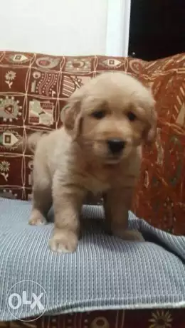 جراوى جولدن رتريفير