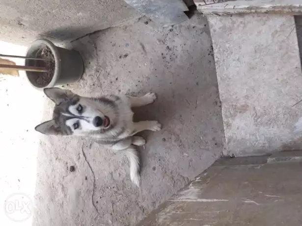 جرو سيبيريان هاسكى نتايه ٥ شهور