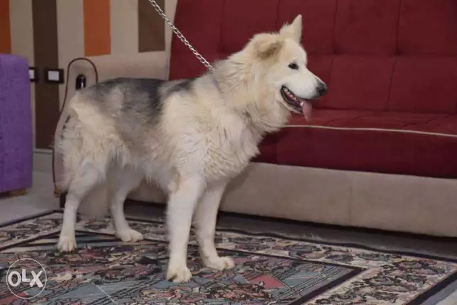 Siberian Husky for Sale