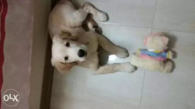 كلب جولدن بيور عمره 4 شهور الصورة قديمة