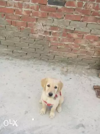 نتايه جولدن