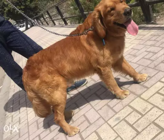 لدواعي السفر دكر جولدن شوكلت امريكي