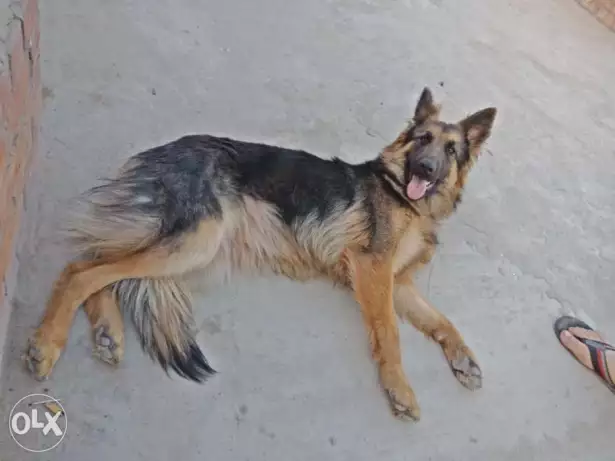 نتايه جيرمن