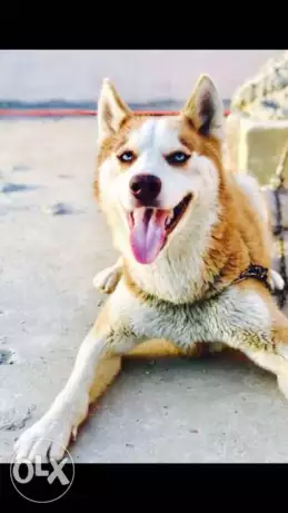 كلب هاسكي للبيع